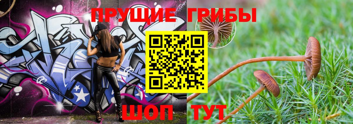 Черняховск  Псилоцибиновые грибы Cubensis  Вход с VPN 